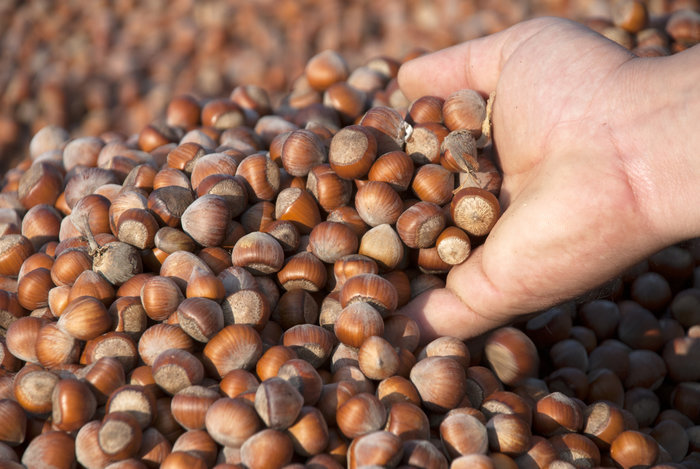 which-state-produces-99-of-america-s-hazelnuts-trivia-genius