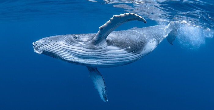 Which animal is most closely related to whales? | Trivia Genius