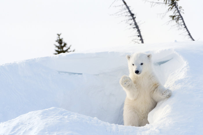 how-many-countries-have-native-polar-bears-trivia-genius