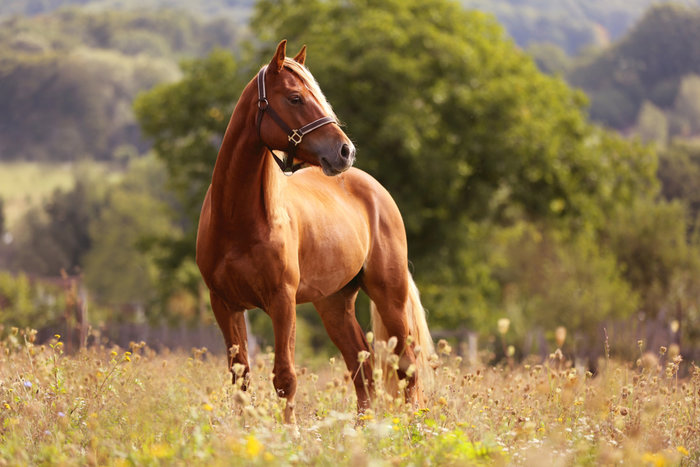 what-was-the-name-of-don-quixote-s-horse-trivia-genius