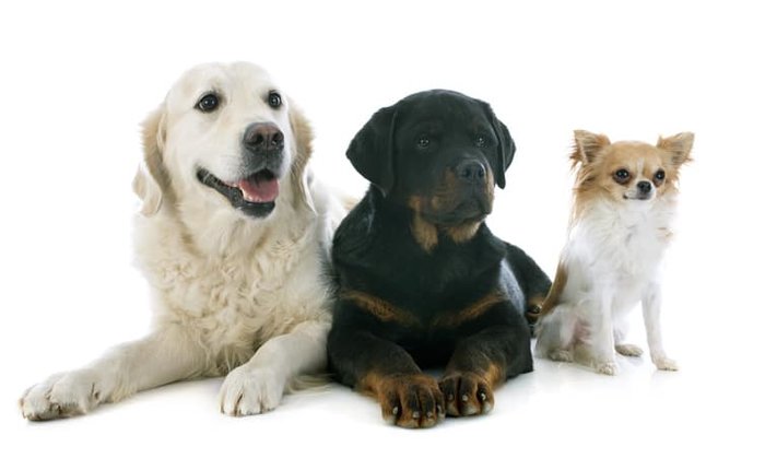 What Breed Is Known As The Only Barkless Dog Trivia Genius