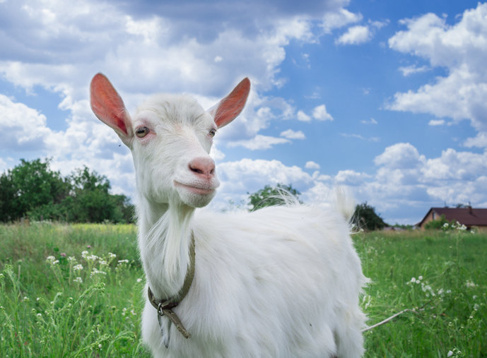 What Is The Term For A Female Goat Trivia Genius