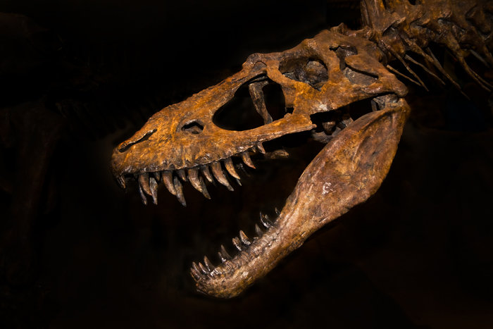 ravensden dinosaur