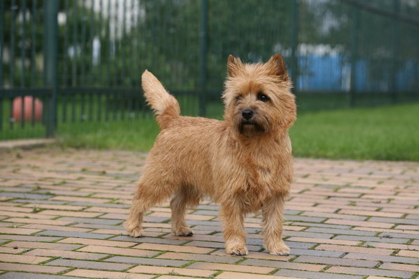 What Breed Of Dog Portrayed Toto In The Wizard Of Oz Trivia Genius