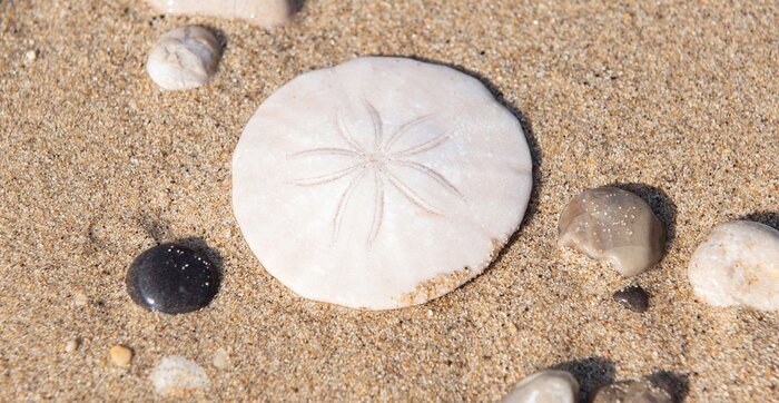 what-color-are-living-sand-dollars-trivia-genius