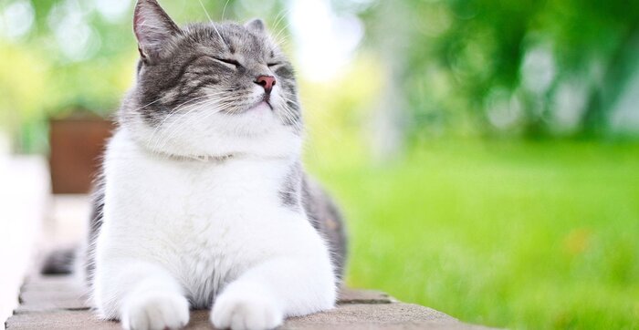 What Is The Official Cat Of Maryland Trivia Genius