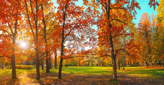 what-is-the-most-common-tree-in-the-united-states-trivia-genius