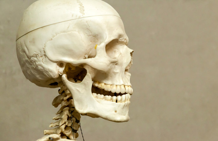 What is the only bone in the human body not connected to another bone
