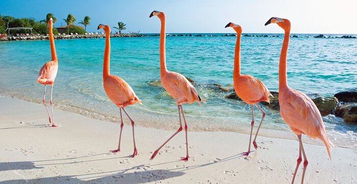 what-is-a-flock-of-flamingos-known-as-trivia-genius